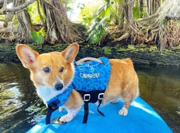 Dog Neoprene Vest - OTIS
