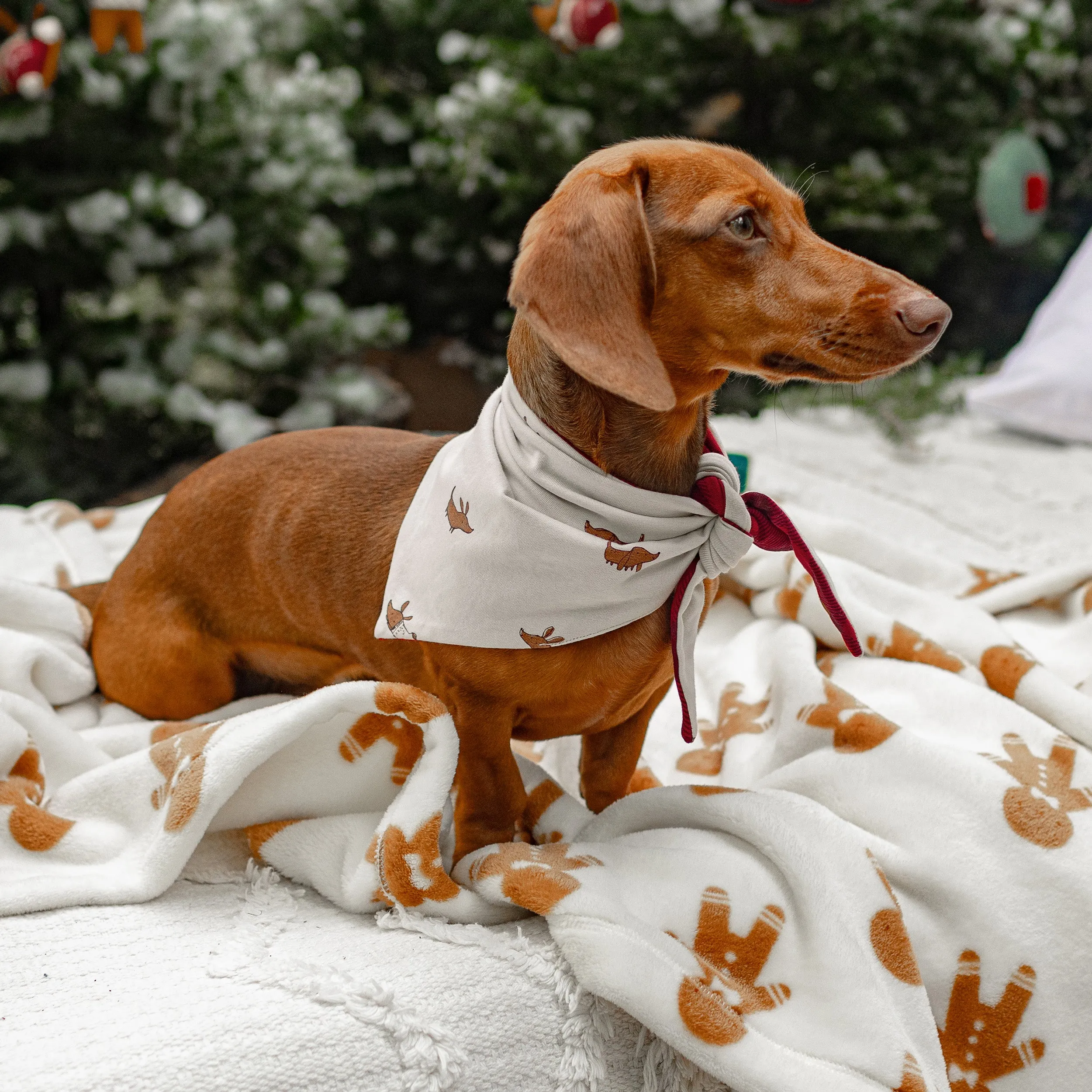 Foulard gris avec motif des Fêtes pour animaux de compagnie en polyester brossé || Gray pet scarf with holiday pattern in brushed polyester