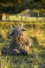 Henry the Highland Charcoal