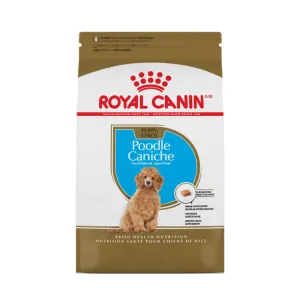 Poodle Puppy